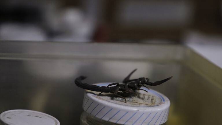 مصري يجني ثروة كبيرة من العقارب وسمومها