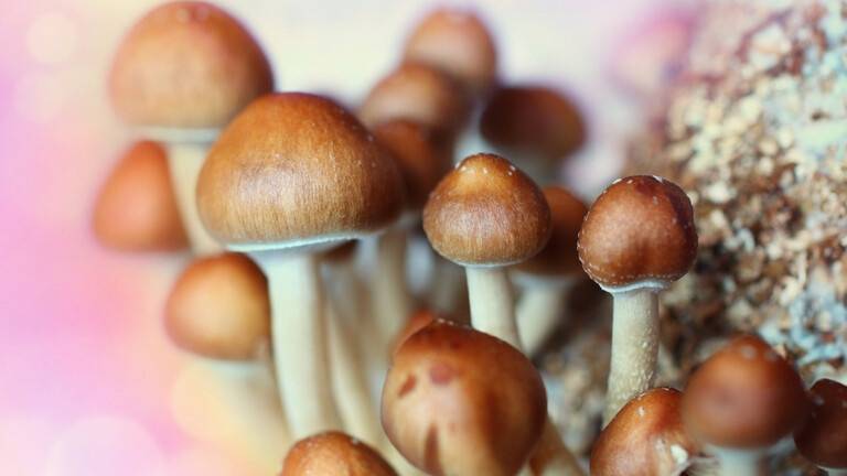 رجل يحقن نفسه بـالفطر السحري ويعاني من حالة صحية صادمة