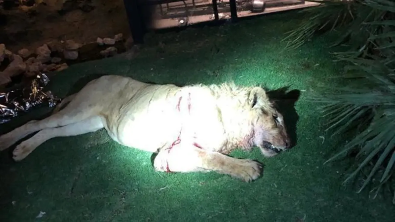 فاجعة وفاة شاب بين مخالب أسد هزّت الشارع السعودي