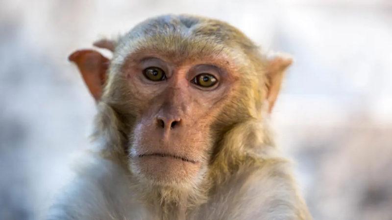 ما هو الفيروس القردي الذي شغل العالم؟
