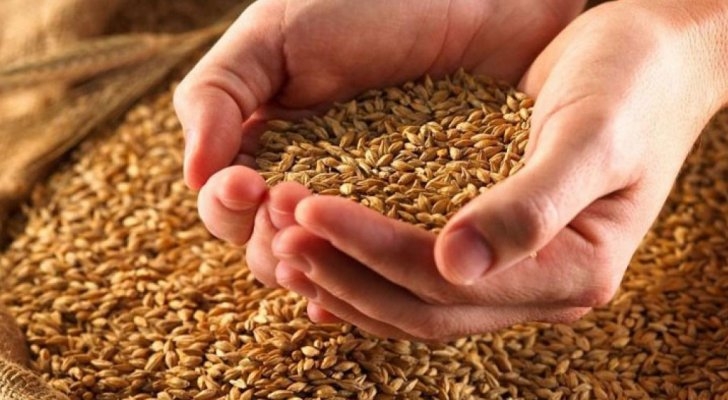 حداد يكشف عن أصناف جديدة من القمح والشعير للزراعة في الأردن