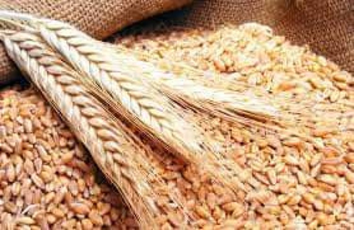 الصناعة تطرح عطاء لشراء 340 ألف طن من القمح والشعير