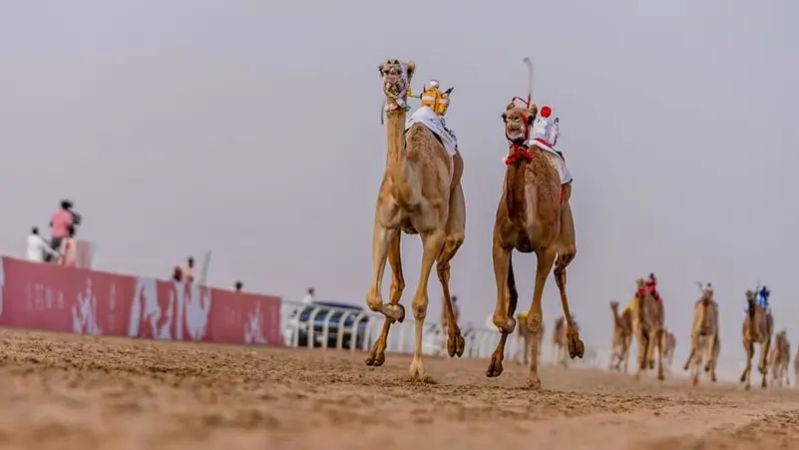 14 مليون دولار قيمة مهرجان ولي العهد السعودي للهجن.. وهذه الجائزة الأغلى