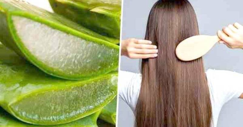 فوائد الصبار للشعر