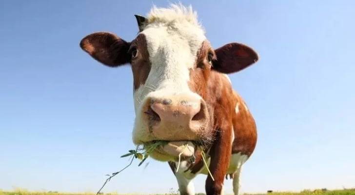 الأطباء البيطريين: الهواء ينقل الحمى القلاعية حتى 100 كيلومتر