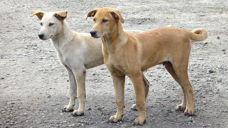 أمانة عمان تتعامل مع الكلاب الضالة بهذا البرنامج