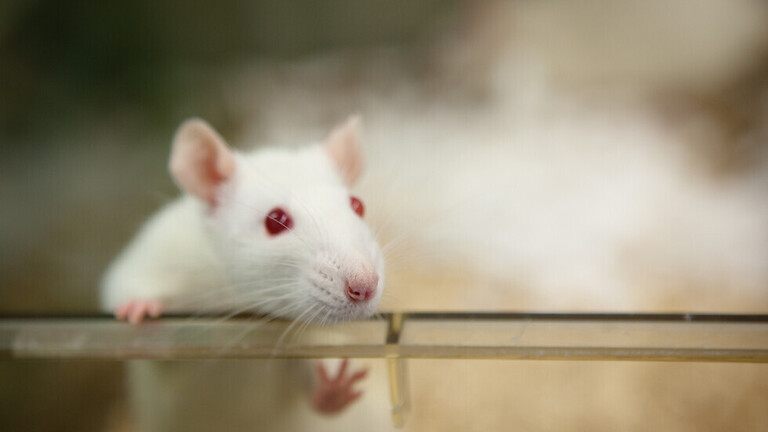 مفتاح طول العمر .. تقييد الأكسجين يساعد فئران المختبر على العيش عمرا مديدا