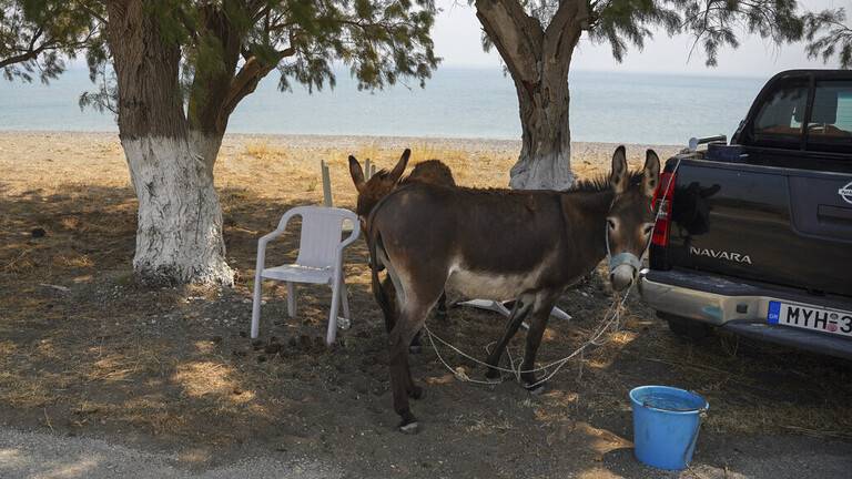 الذكاء الاصطناعي يتخيل.. بحبك يا إنسان بصوت حمار (فيديو)