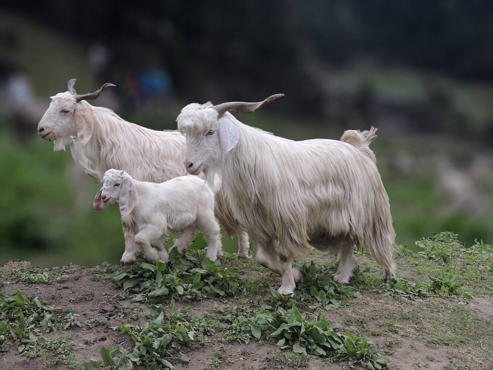 نجاح عملية استنساخ اثنين من الماعز من السلالة التبتية
