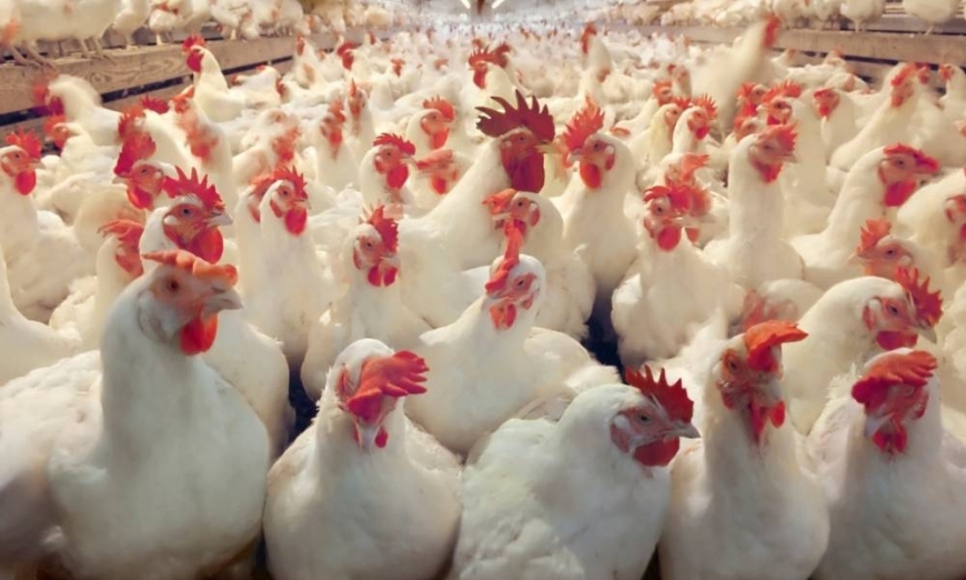 برماوي: توريد 500 ألف طير دجاج للأسواق