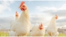 مصدر مسؤول حكومي : تلاشي مشكلة نقص الدجاج