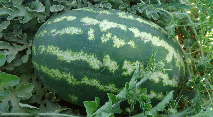 80 بالمئة من مزارع البطيخ في الاردن تضررت .. بسبب