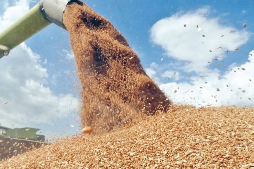 برماوي: مخزون المملكة من القمح والشعير يكفي لهذه المدة