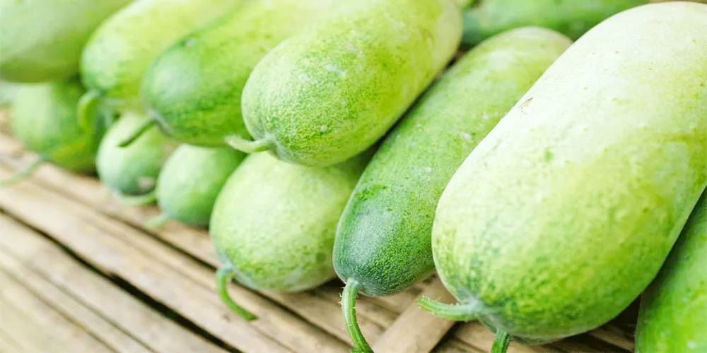 فوائد القرع الأخضر