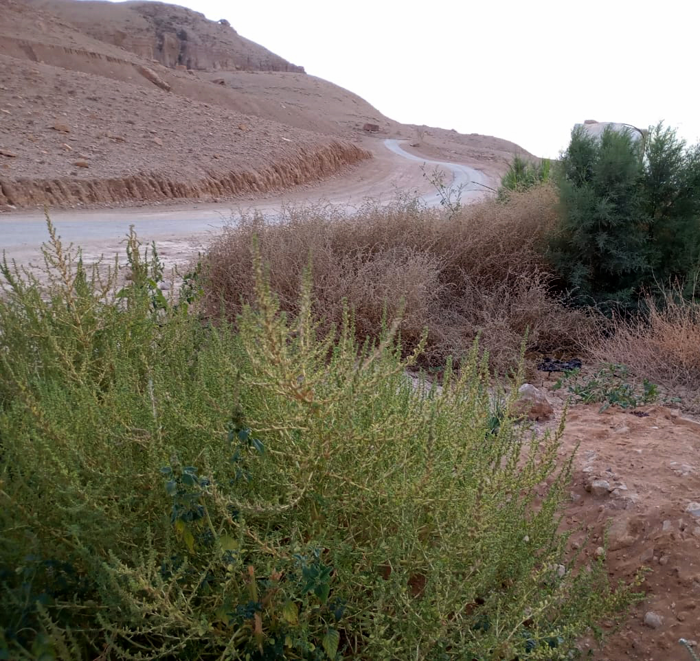 الكرك: مواطنون يطالبون بتكثيف حملات إزالة الأعشاب الجافة