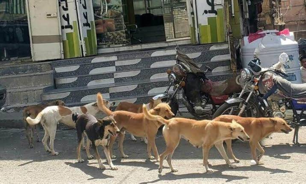 مدينة عراقية تسجل رقما قياسيا لضحايا الكلاب الضالة.. ما قصتها؟