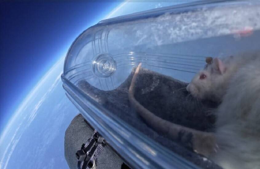 إرسال جرذان مزودة بشرائح عصبية إلى طبقة الستراتوسفير