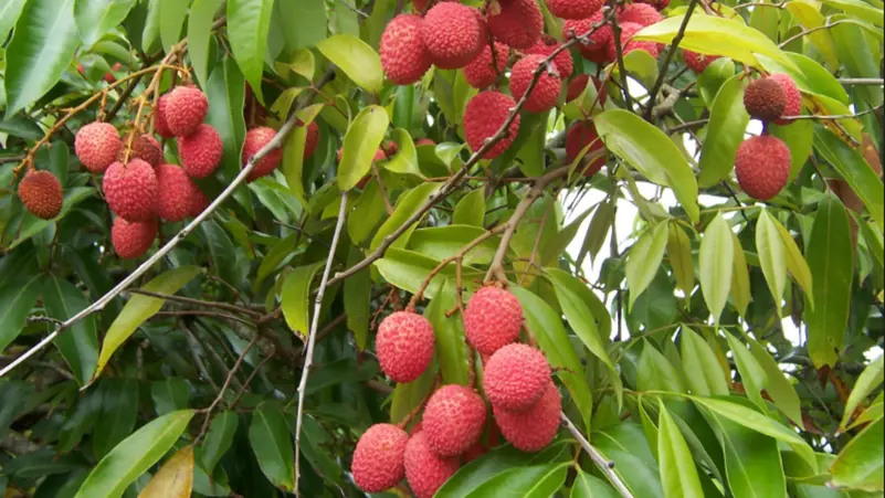 أبرزها إنقاص الوزن وصحة القلب.. 8 فوائد لفاكهة الليتشي