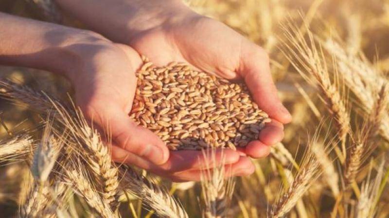 الحكومة تُخفض سعر بيع البذار للمزارعين للموسم المقبل 50 ديناراً للطُّن الواحد