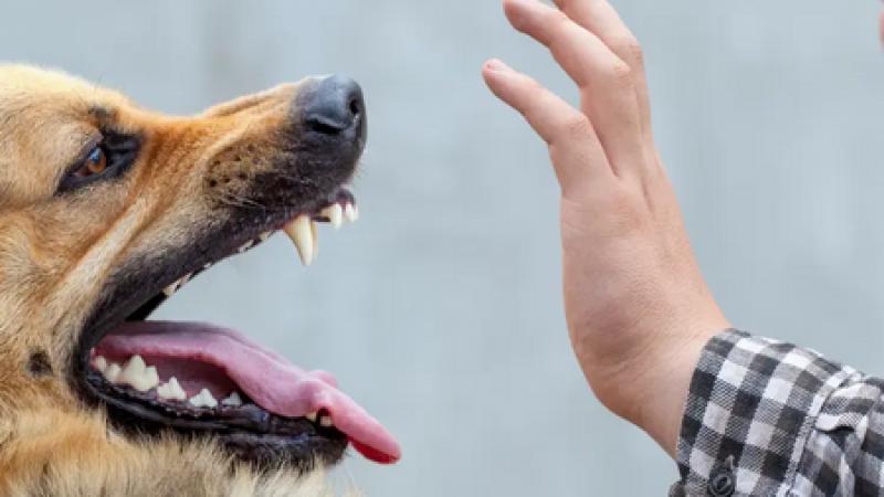 كلب ضال يهاجم خمسة أطفال في كفرعوان