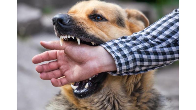 كلب ضال ينهش ثمانيني في إربد