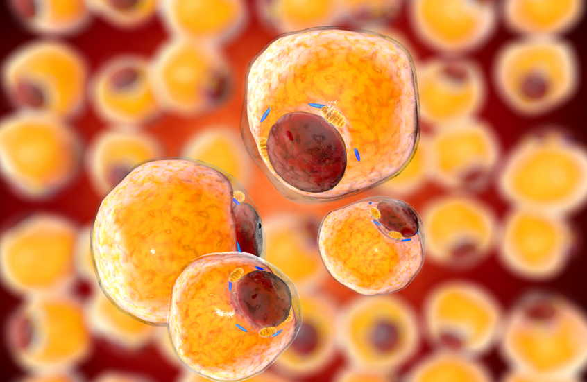 فوائد فقدان الوزن لصحة الأنسجة الدهنية في الجسم