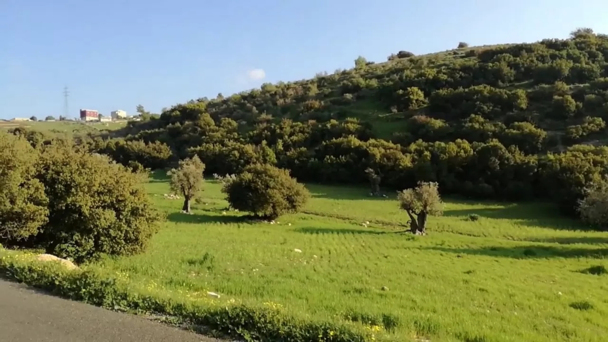 إجراءات إدارية وتنظيمية مشددة لتعزيز حماية الثروة الحرجية في الكورة