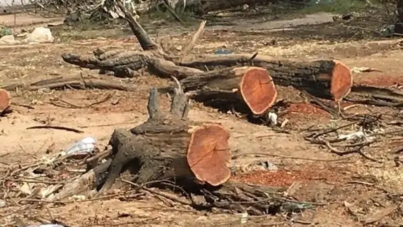 الخرطوم تختنق بلا رئة.. مشاهد صادمة من غابة السنط