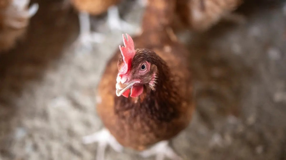 الصناعة والتجارة: لدينا فائض في إنتاج الدجاج والأسعار مستقرة