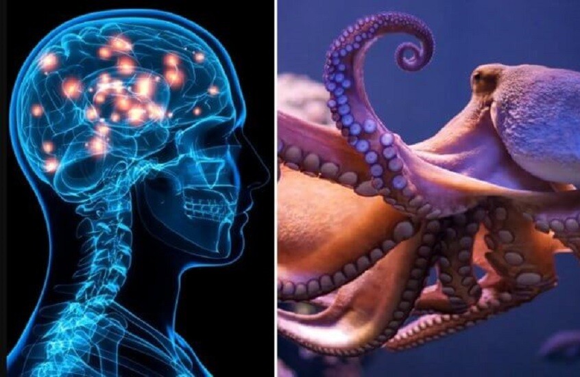 العلماء يعيدون النظر في أسباب تطور حجم دماغ الأخطبوط