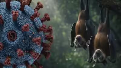 د. الطراونة فيروس نيباه بعيد عنا جغرافيا ً