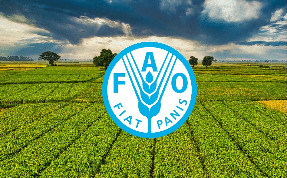الفاو: أسعار الغذاء العالمية تتراجع للشهر الخامس على التوالي