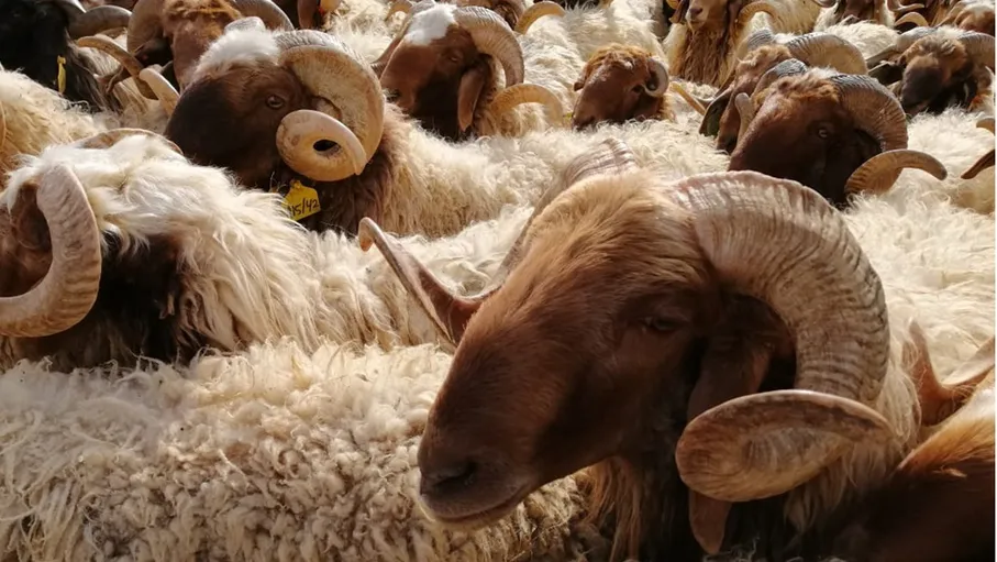 تجار: وقف تصدير الأغنام غير مدروس.. والزراعة توضح