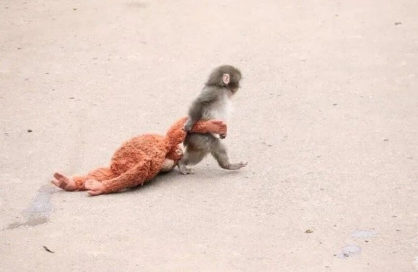 قصة أبهرت العالم.. دمية تصبح أما لقرد هجرته أمه بعد ولادته (صور)